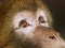 Detail of face, eye and nose of Barbary macaque - Macaca sylvanus