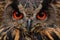 Detail face portrait of bird, big orange eyes and bill, Eagle Owl, Bubo bubo, rare wild animal in the nature habitat, Germany