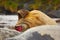 Detail face portrait Elephant seal, Mirounga leonina. Seal on the sand beach. Elephant seal with peel off skin. Big sea animal in