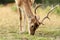 Detail of fallow deer grazing