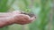 Detail of farmer hands holding little green plant, blur background, hope