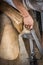 Detail of a farrier at work