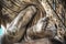 Detail of feet of Ratto di Polissena statue
