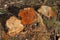Detail of felled tree stump, wood grain.