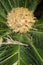 Detail of female Cycas sago palm.