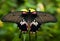 Detail of female great mormon over green vegetable