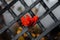 Detail of a fence flower, red