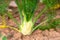 Detail of a fennel plant