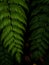 Detail of a fern in the faial botanic garden