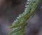 Detail of Ferns with dry brown spores