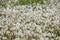 Detail of field of dandelions in spring