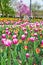 Detail of field of pink and red spring tulips at city park