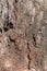 DETAIL OF FLAKING BARK ON THE TRUNK OF A TREE IN SUNLIGHT