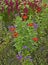 Detail of a flower border with Amaranthus caudatus, Love lies bleeding and Zinnias