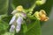 Detail of the flower of butter bean or Phaseolus lunatus