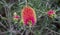 Detail of flower callistemon citrinus