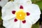 Detail of the flower of Cistus x dansereau `Jenkin Place`.