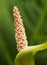 Detail of flower of Flamingo flower - Anthurium veitchii