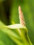 Detail of flower of Flamingo flower - Anthurium veitchii