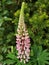 Detail flower, lupine (Lupinus), South Bohemia