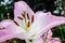 Detail flower pink lilies i