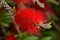 Detail of the flower of the red broom plant