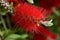 Detail of the flower of the red broom plant