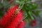 Detail of the flower of the red broom plant