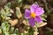 Detail the flower of a rockrose plant