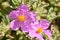 Detail the flower of a rockrose plant