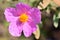 Detail the flower of a rockrose plant