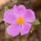 Detail the flower of a rockrose plant