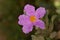 Detail the flower of a rockrose plant