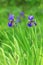 Detail of flower of Siberian iris Iris sibirica isolated on green background. Beautiful violet blue blossom on meadow. Also