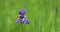 Detail of flower of Siberian iris, Iris sibirica, swinging in wind. Beautiful violet blue blossom isolated on green meadow.