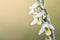 Detail on flower Spiranthes spiralis, commonly known as autumn l