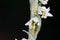 Detail on flower Spiranthes spiralis, commonly known as autumn l