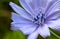 Detail of flower of wild chicory.