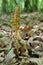 Detail of flowering Bird`s-nest orchid Neottia nidus-avis