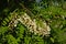 Detail of a flowering black locust bush