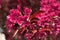 Detail of flowering branch of Japanese flowering crabapple tree