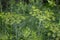 Detail of flowering dill in garden