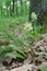 Detail of flowering Elder-flowered Orchid Dactylorhiza sambucin