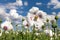 Detail of flowering opium poppy