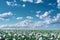 Detail of flowering opium poppy, in Latin papaver somniferum, on a field. Cloudscape, toned sky with clouds. White colored poppy