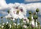 Detail of flowering opium poppy papaver somniferum