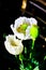 Detail of flowering opium poppy papaver somniferum, white colored poppy