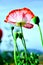 Detail of flowering opium poppy papaver somniferum, white and red colored poppy