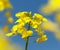 Detail of flowering rapeseed canola or colza field
