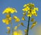 Detail of flowering rapeseed canola or colza field